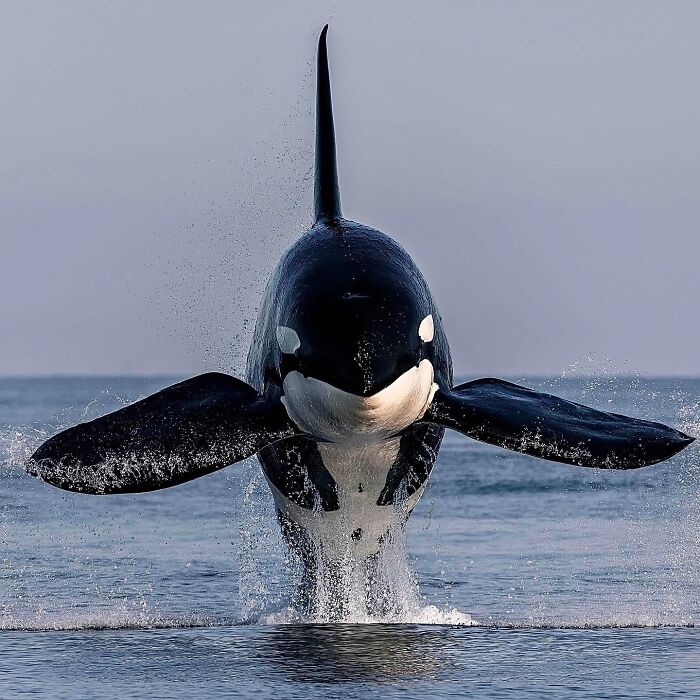 Orcas: The Ocean’s Brainy Bosses
