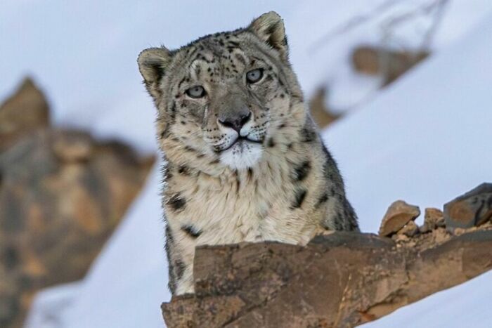 Snow Leopard: The Mountain Ghost