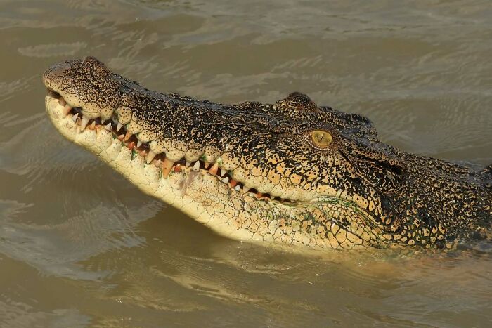 Saltwater Crocodile: The River Monster