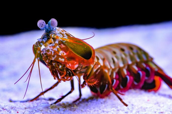 Mantis Shrimp: Small But Punchy