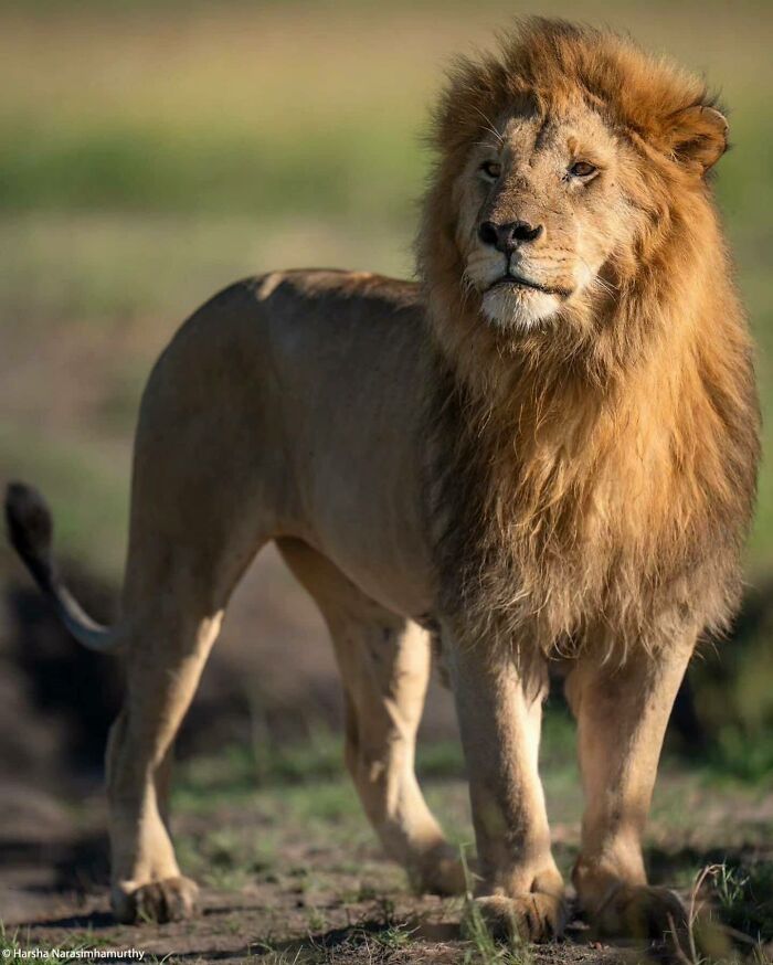 African Lion: King of the Jungle Squad