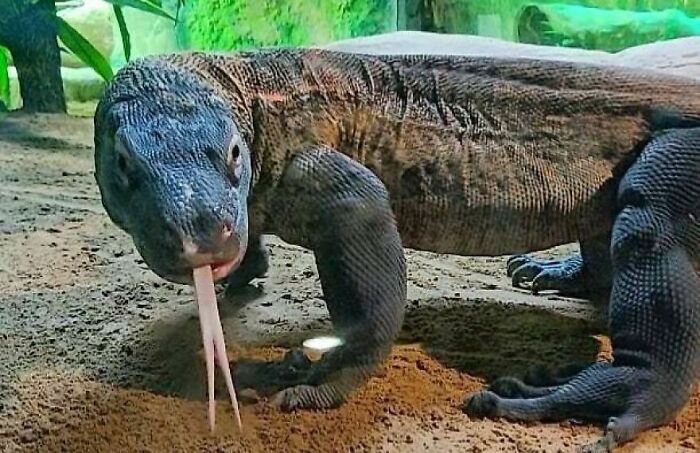 Komodo Dragon: The Stealthy Lizard