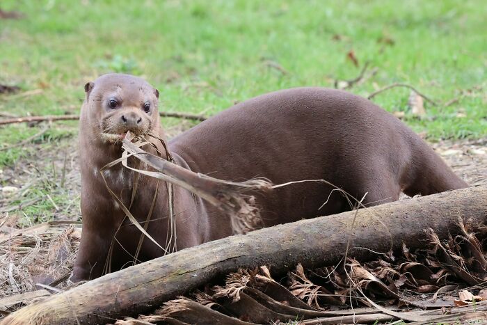 Giant Otter: The Playful Predator