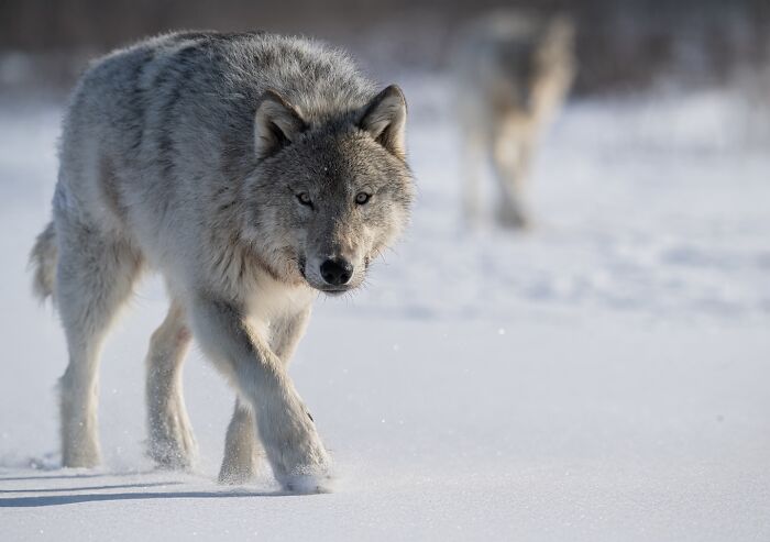 Gray Wolf: Pack Hunting Pros