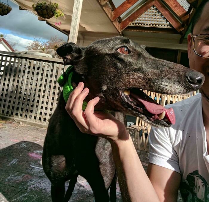 Petting My Demon Doggo