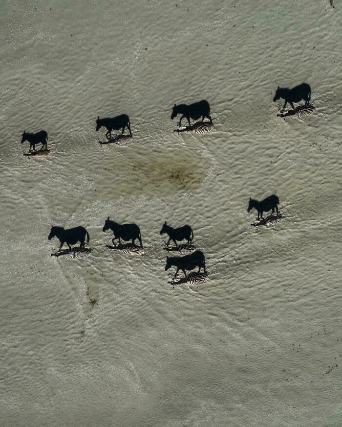 When Shadows Take Over: Zebras Gone Wild