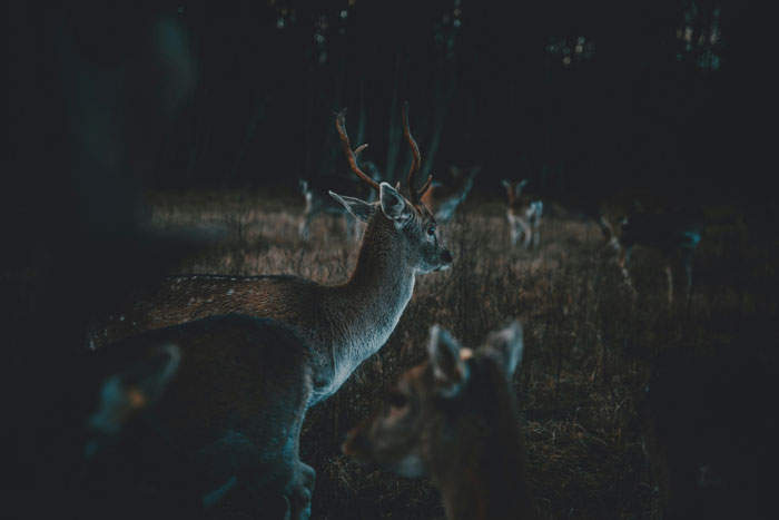 Wait, People Actually Saw These Wild Things?!