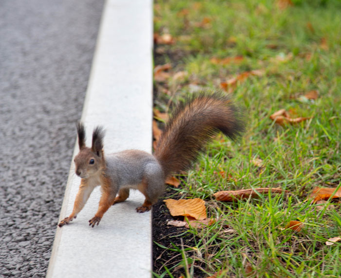 Wait, People Actually Saw These Wild Things?!