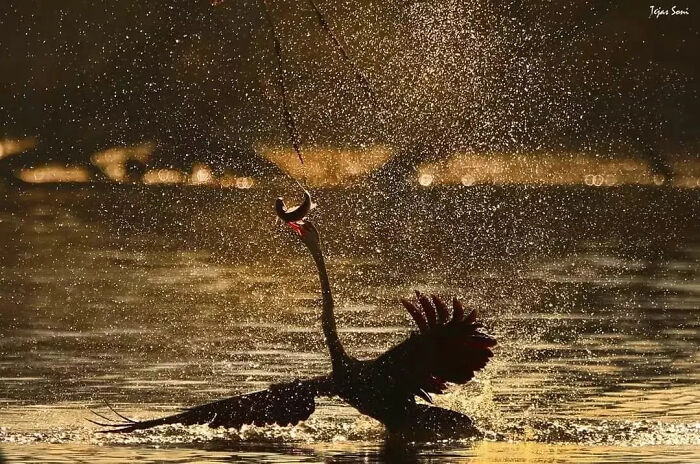 Get Ready to Smile: 30 Animal Pics That Are Too Cute to Handle