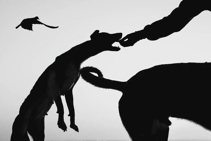 Get Ready to Smile: 30 Animal Pics That Are Too Cute to Handle