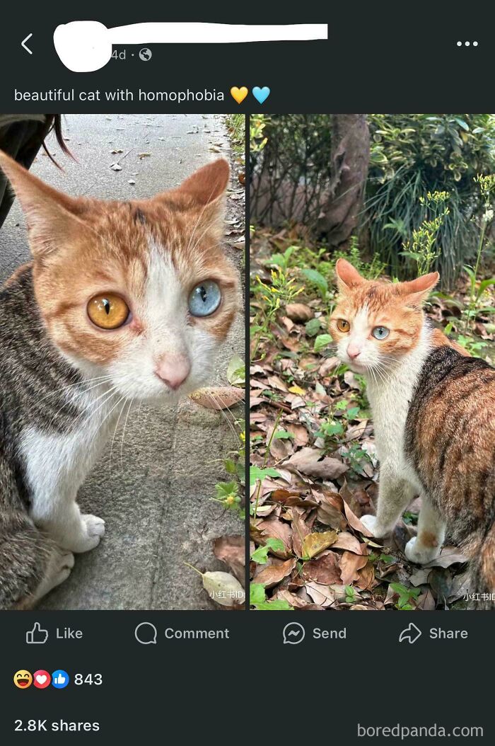 Complimenting a Cat… And It’s Obviously Not Impressed