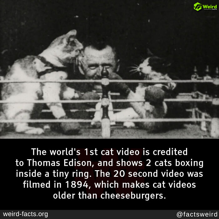 The 50 Wildest Facts You'll Forget and Then Remember at the Worst Times