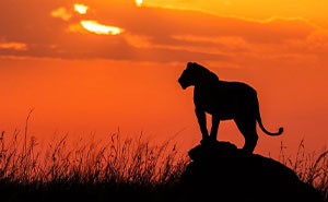 41 Wild Photos That Prove Harman Singh Heer’s Got The Magic Touch