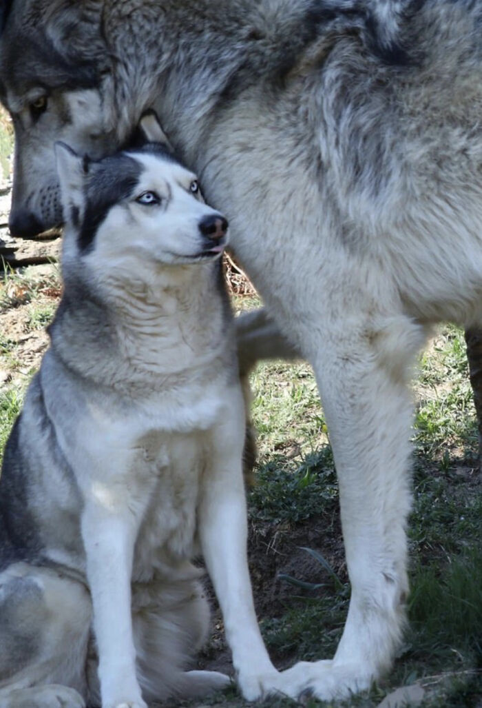 Tiny Husky Next To A Huge Wolf: Baby And Mom Vibes