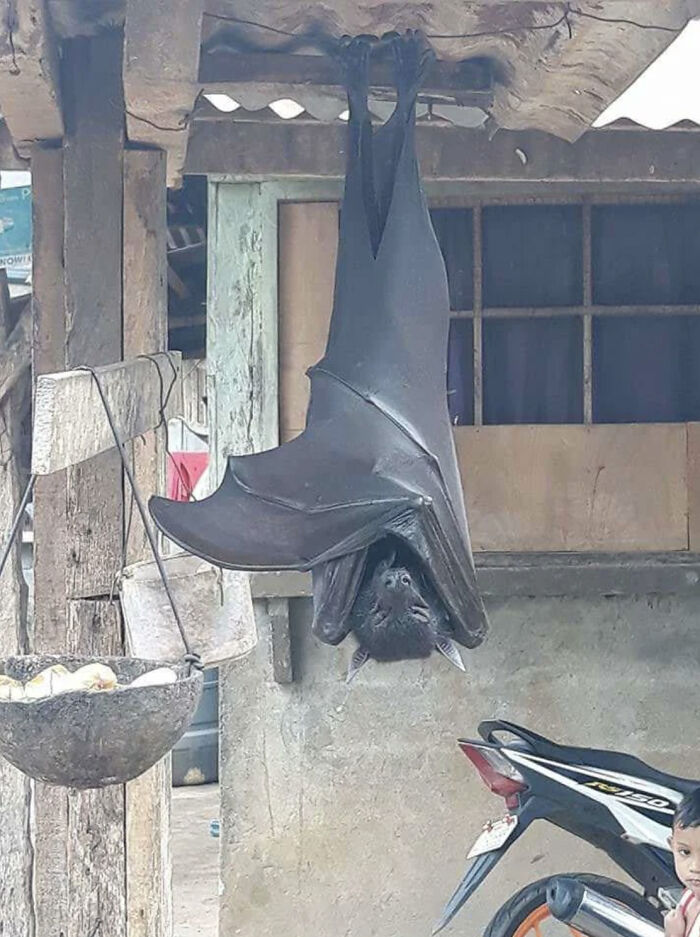 Golden-Crowned Flying Fox, Not A Vampire, Promise