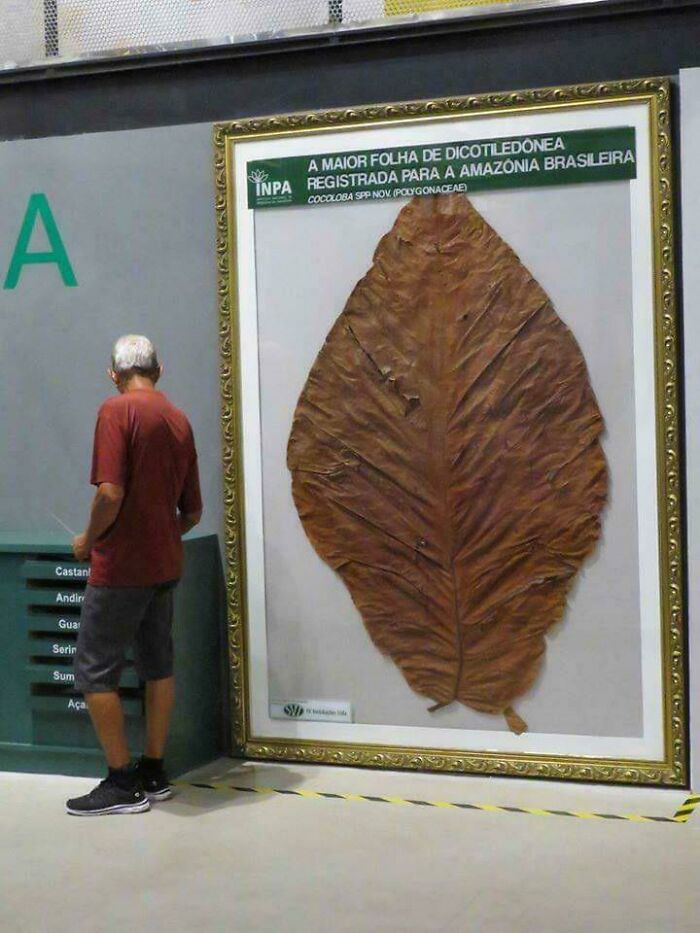 Biggest Leaf Ever Found—It’s Like Nature’s Umbrella
