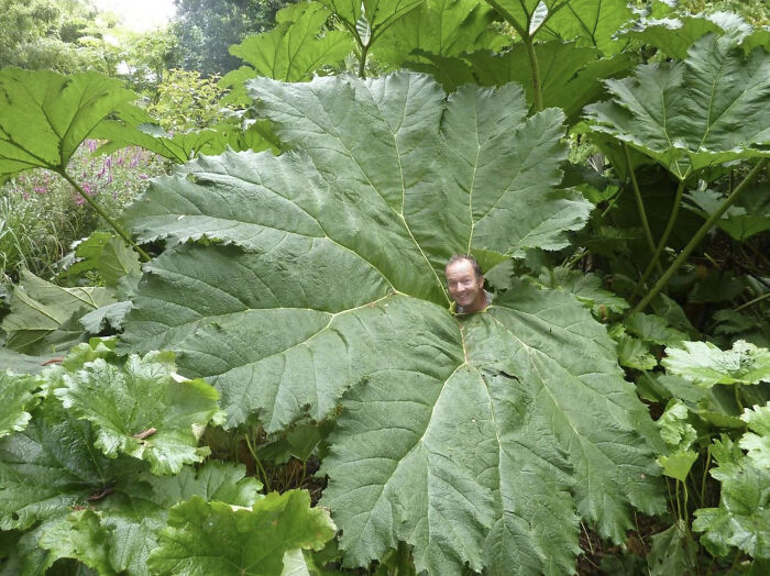 The Mother Of All Leaves (Seriously Big)