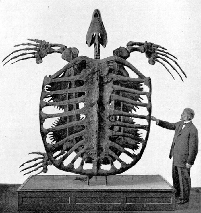 Archelon: The Biggest Turtle Ever To Party On Earth