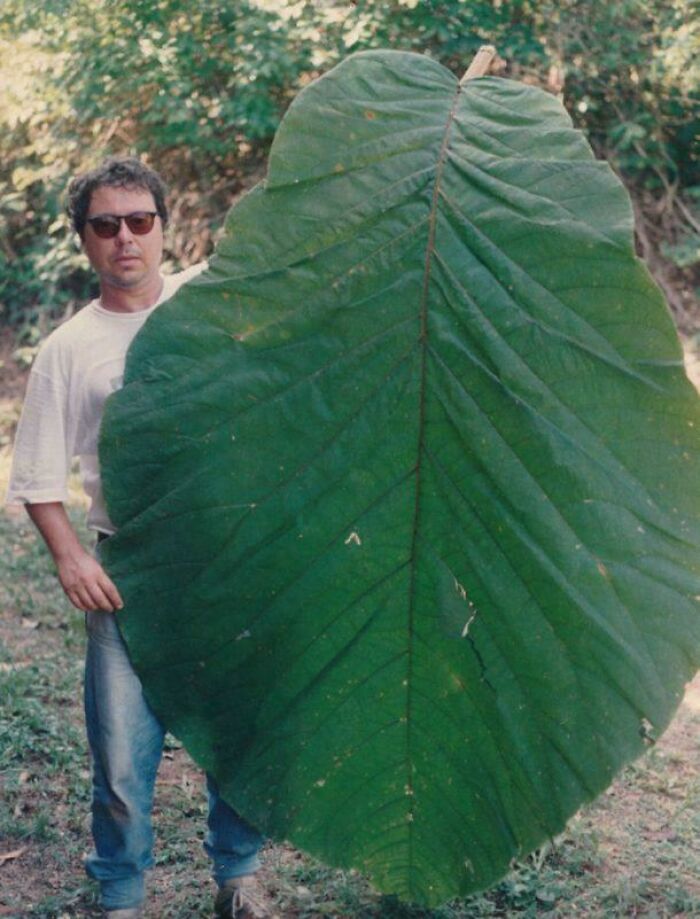 Leaf From Amazon Rainforest That’s Almost Too Big