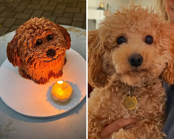 Dog-Shaped Cake for a Human Owner’s Birthday—Best Buddy Cake!