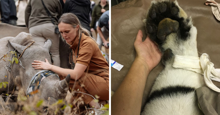 10 Totally Wild Things A Wildlife Vet Actually Does