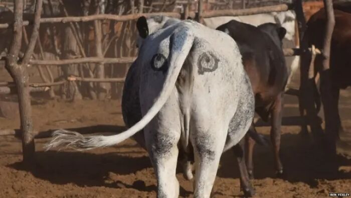 Paint Big Eyes On Cow Butts To Scare Lions