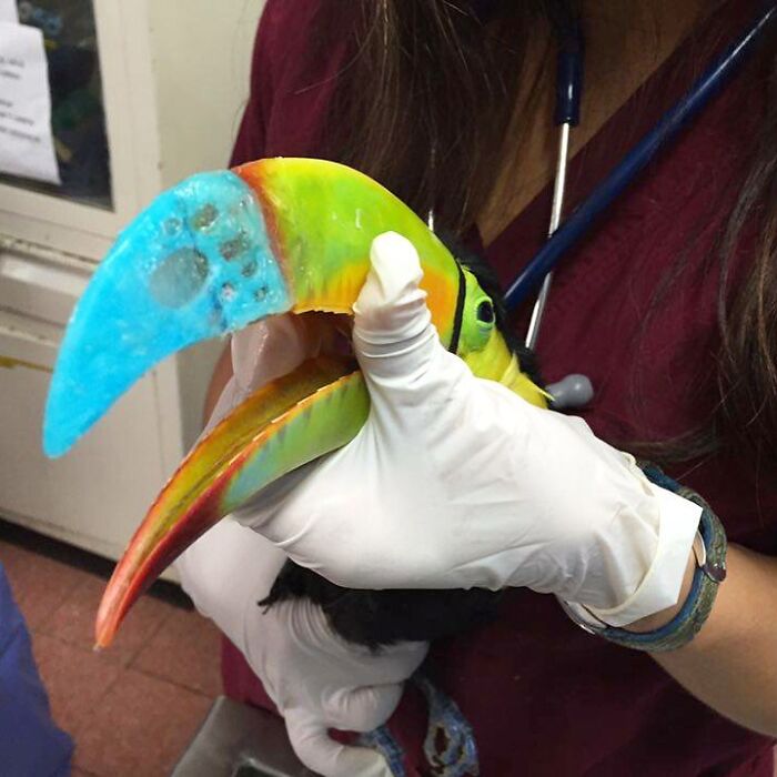 Make Cool Prosthetics For Beaks And Legs