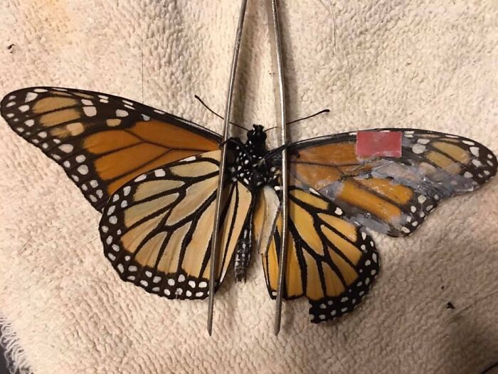 Fix Butterfly Wings With Glue (Yep, Really!)