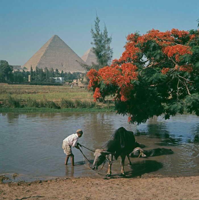 Throwback: Pyramids Of Giza Looking Majestic In 1962