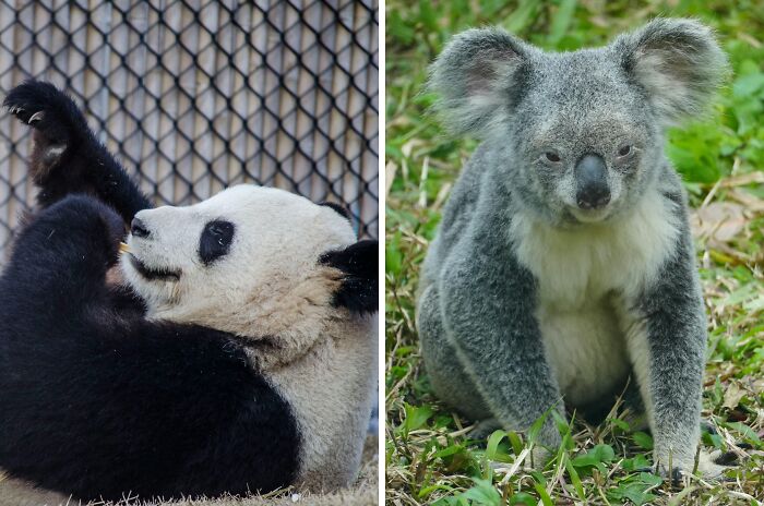 Hug a panda or hug a koala?