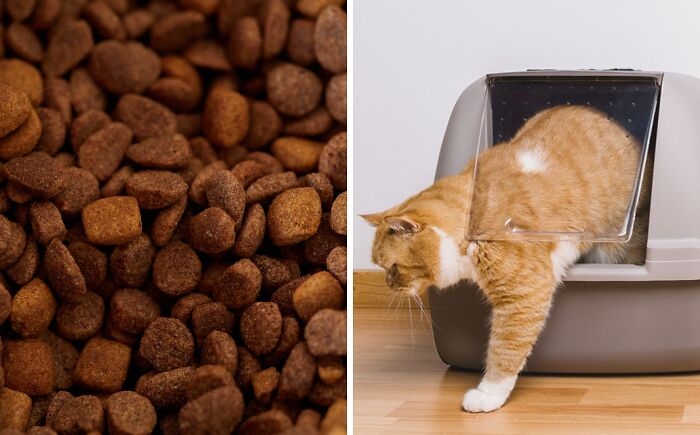Eat only dog food or do your business in a litter box?