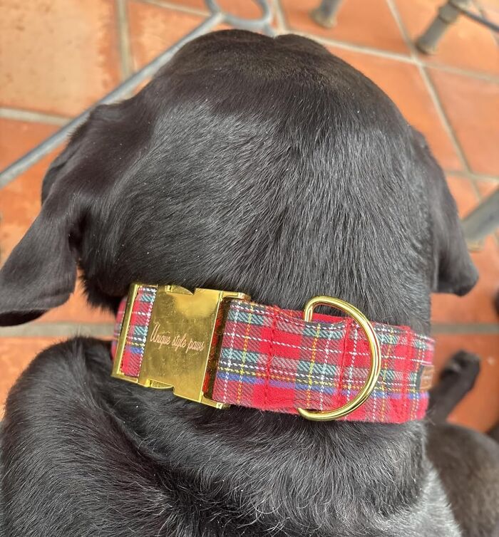 A Festive Plaid Collar To Upgrade Your Pet From 'Houseguest' To 'Holiday VIP'