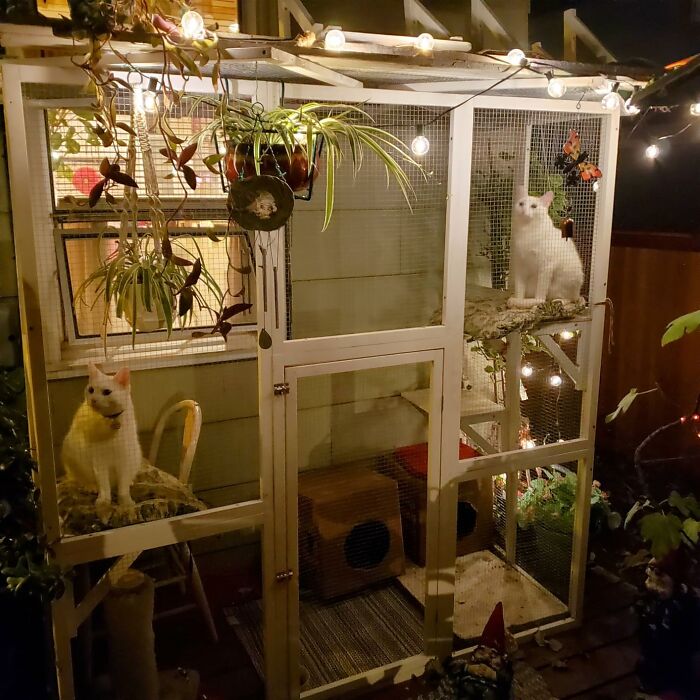 Outdoor Cat Enclosure: Fresh Air, No Escape Attempts (Well, Maybe Fewer)