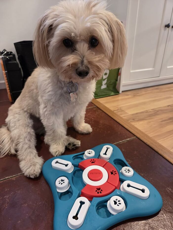 Dog Treat Puzzle: Because Dogs Deserve a Job Too (With Yummy Rewards)