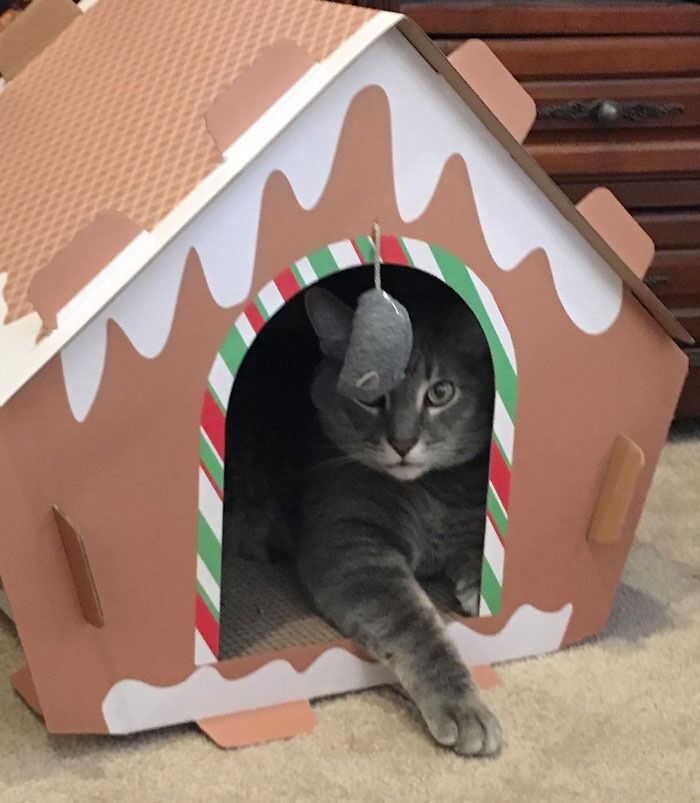 "Gingerbread" Cardboard Cat Scratcher House: Holiday Chaos Welcomed
