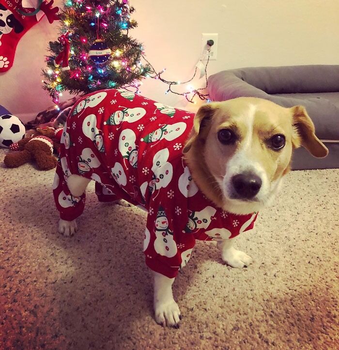 Festive Doggie PJs: Fashion Meets Furry Cuddles