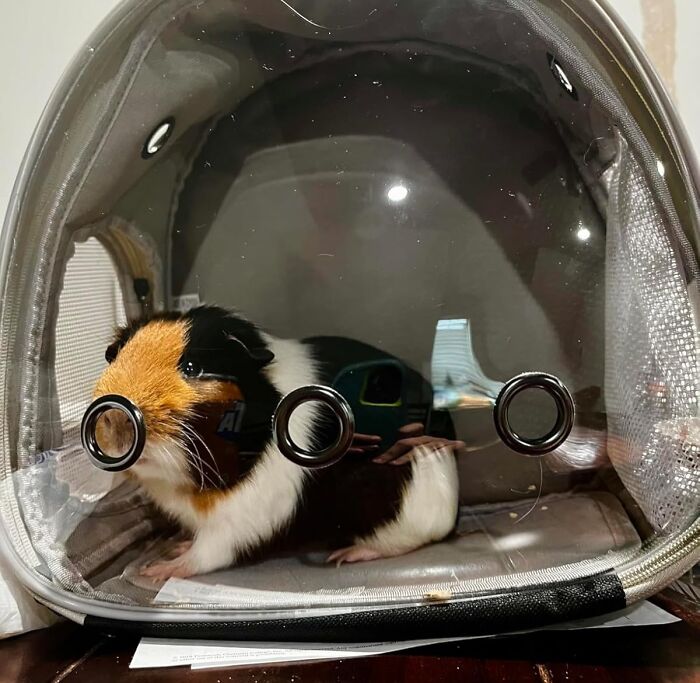 Guinea Pig Backpack: The Coziest (and Most Confusing) Way to Travel
