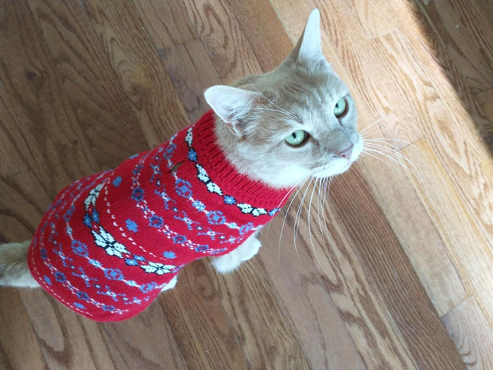 Cat Sweater With Snowflakes: Keeping Cozy AND Cute