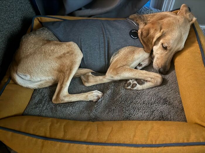 Thundershirt: The Calm Hug Your Dog Deserves During Storms