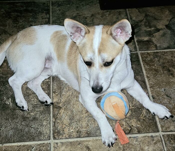Motion Activated Interactive Dog Ball: Bye-Bye Guilt, Hello Playtime!
