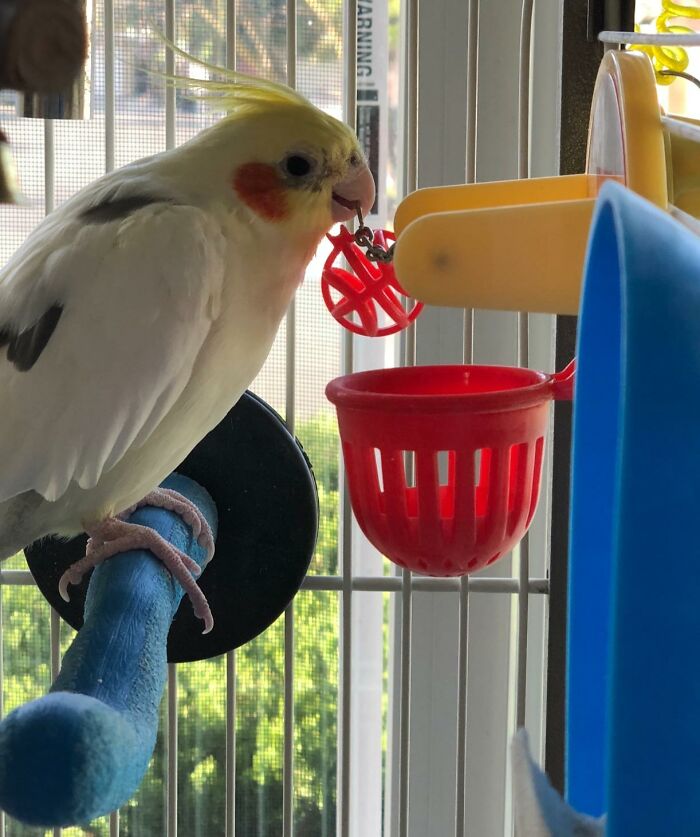 Basketball Toy For Birds: Your Feathered Friend’s Shot at Glory
