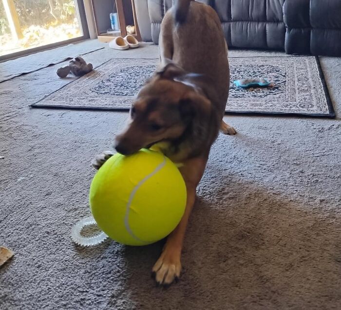Giant Tennis Ball For Dogs: Because Bigger Balls Equal Bigger Fun