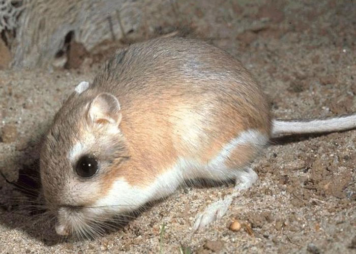 Let’s Get Our Minds Blown: 50 Wild ‘Today I Learned’ Facts