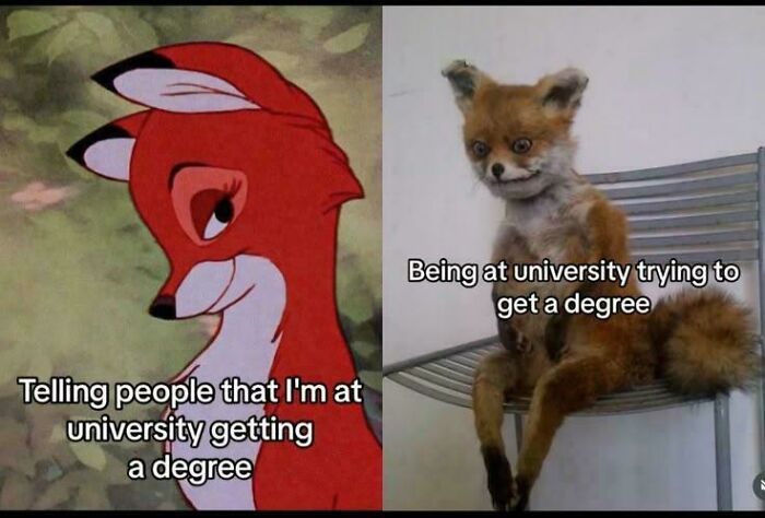 Let's Rank These 50 College Memes That’ll Make You Laugh (and Maybe Cry a Little)