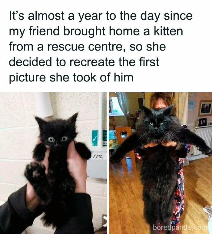 Need a Pick-Me-Up? These 67 Wholesome Memes Will Totally Make Your Day