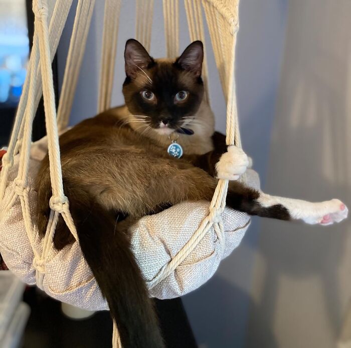 Treat Your Cat to Boho Luxury with a Macrame Hammock!