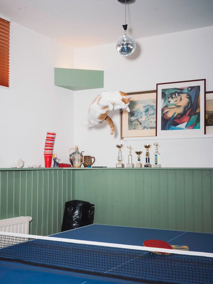 Cats Who Just Can't Stay on the Ground (7 Pics)