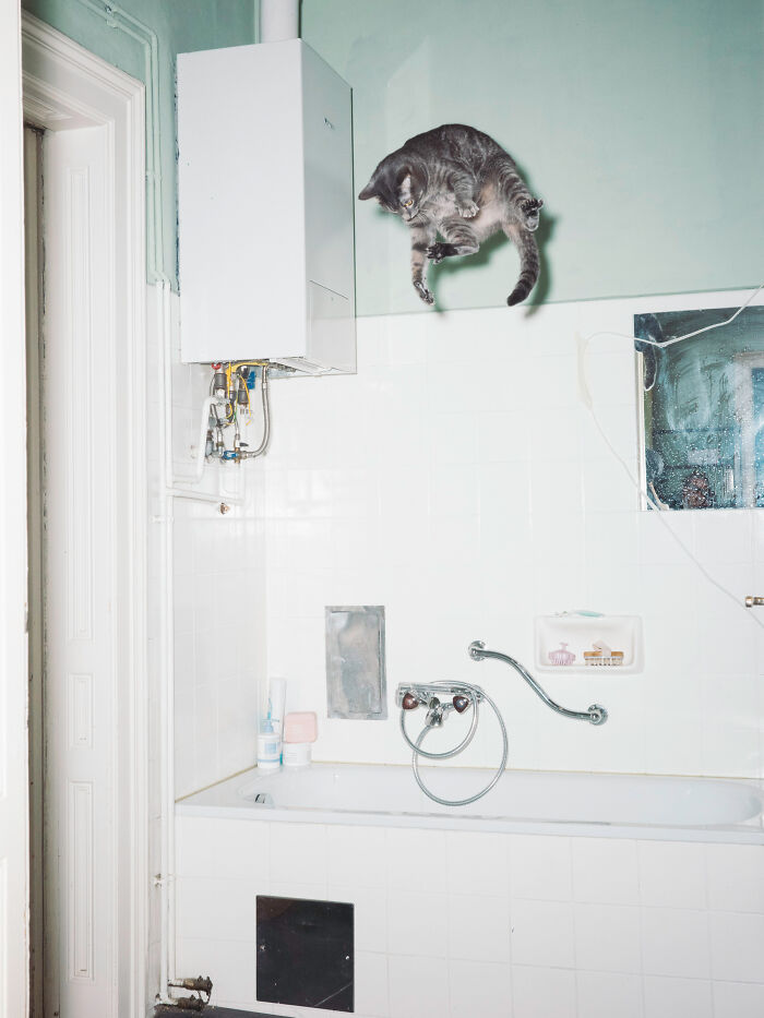 Cats Who Just Can't Stay on the Ground (7 Pics)