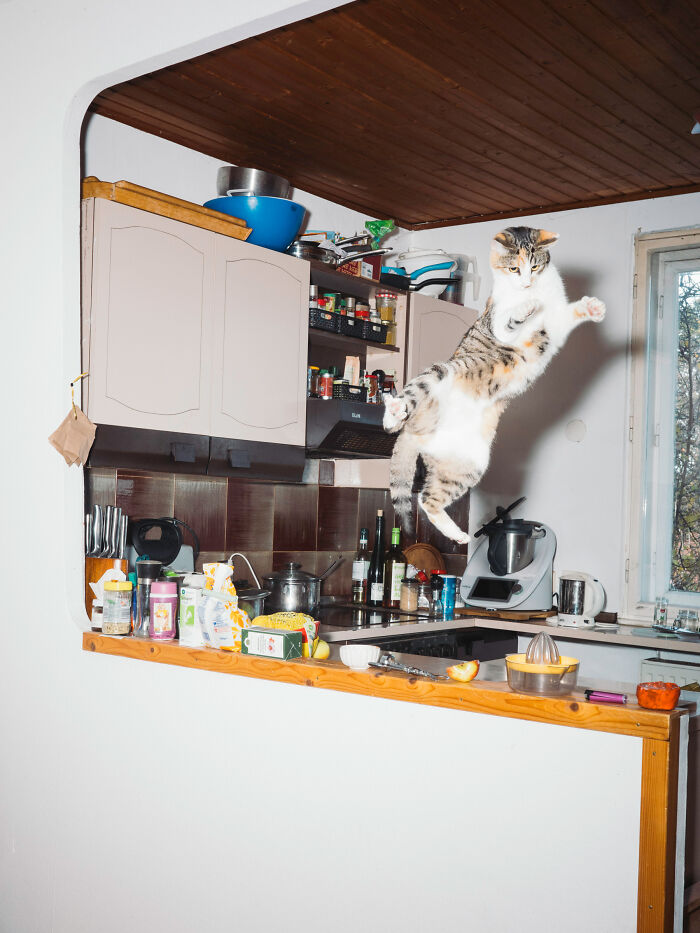 Cats Who Just Can't Stay on the Ground (7 Pics)