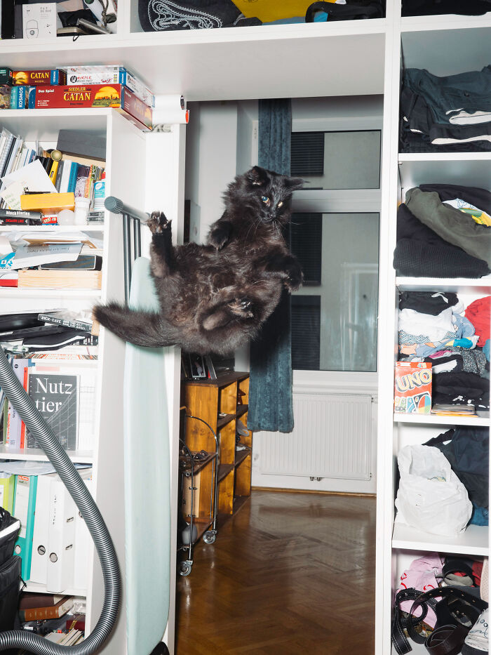 Cats Who Just Can't Stay on the Ground (7 Pics)